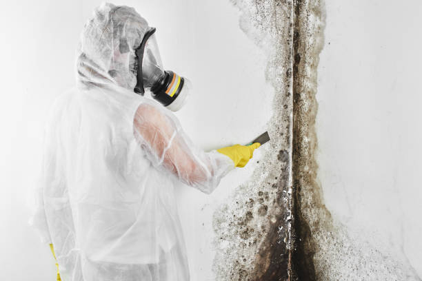 Coachella, CA Mold Removal Company