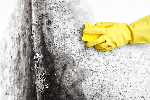Mold Removal Process in Coachella, CA