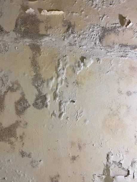 Best Attic Mold Removal  in Coachella, CA