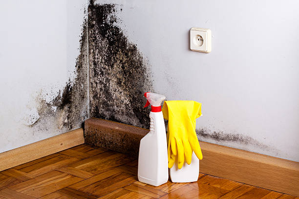 Office Mold Removal Services in Coachella, CA