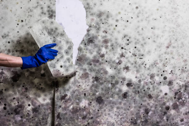 Best Residential Mold Removal  in Coachella, CA
